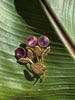 Vintage Austrian gold-tone floral brooch with pink and purple faceted crystals and textured leaves