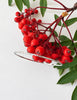 Sterling silver textured bangle bracelet displayed with red berries
