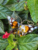 Vintage David-Andersen sterling silver enamel Monarch butterfly brooch from Norway