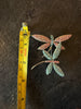 Dragonfly rhinestone brooch beside measuring tape showing approximately 3 inch length